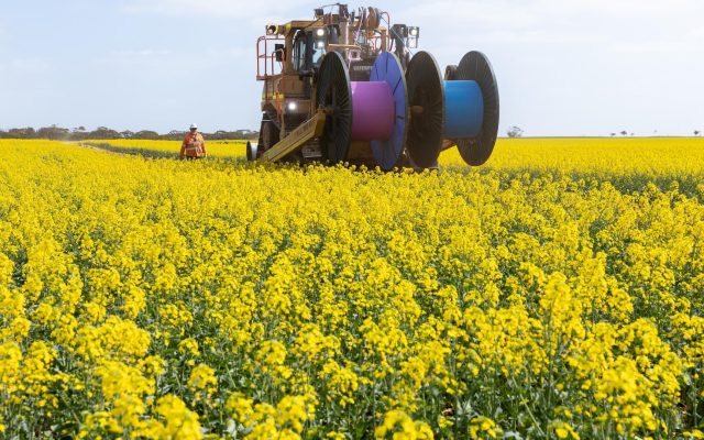 A cable-laying vehicle carrying pink and blue cable drums through a yellow canola field, with a worker in high-visibility clothing beside it