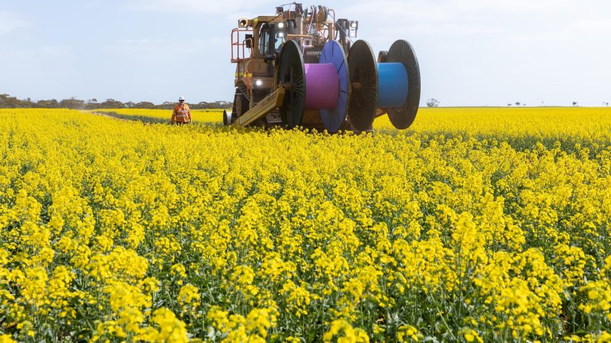 A cable-laying vehicle carrying pink and blue cable drums through a yellow canola field, with a worker in high-visibility clothing beside it