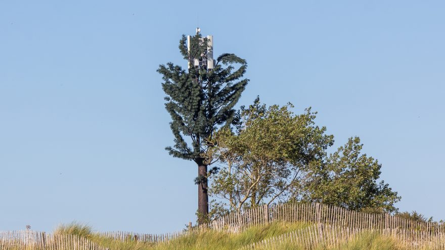 A cell tower disguised as a tree on coastal dunes beside a beach fence